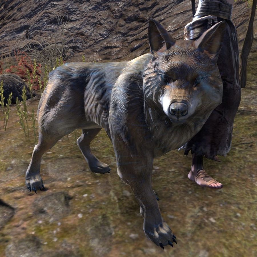 900px-ON-creature-Wolf_Guardian_02.jpg