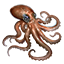 ON-icon-fish-Octopus.png