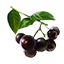 ON-icon-food-Acai Berry.png