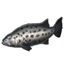 ON-icon-fish-Giant Spotted Sea Bass.png