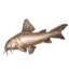 ON-icon-fish-Corydoras.png