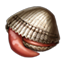 ON-icon-fish-Clam Brief.png