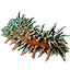 ON-icon-fish-Sea Cucumber.png