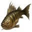 ON-icon-fish-Perch.png