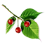 ON-icon-food-Comberry.png