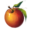 ON-icon-food-Apples.png