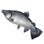 ON-icon-fish-Salmon.png