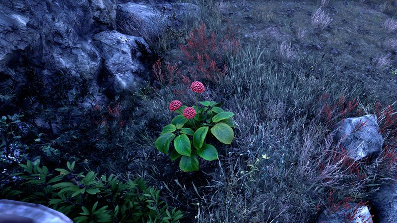 File:OBR-flora-Ginseng (Red).jpg