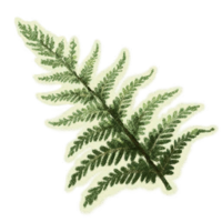OBR-icon-ingredient-Somnalius Frond.png