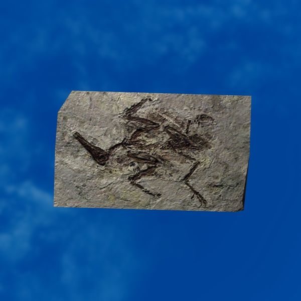 File:SRMOD-LOTD-fossil-t2-diving bird fossil.jpg
