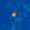 SRMOD-LOTD-tide-scallop shell-brown.jpg