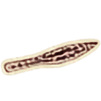 OBR-icon-ingredient-Hunger Tongue.png