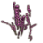 ON-icon-plant-Royal Lavender.png