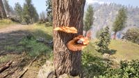 OBR-flora-Cinnabar Polypore Red Cap.jpg
