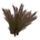 ON-icon-furnishing-Plant, Redtop Grass.png