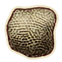 OBR-icon-ingredient-Ambrosia.png
