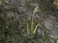 TD3-flora-Spike Rice.jpg