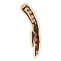 OBR-icon-ingredient-Ginseng.png