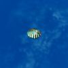 SRMOD-LOTD-tide-scallop shell-dirty blue.jpg