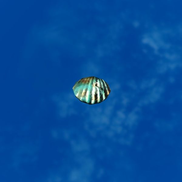 File:SRMOD-LOTD-tide-scallop shell-dirty blue.jpg