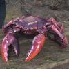 ON-pet-Strid River Crab.jpg