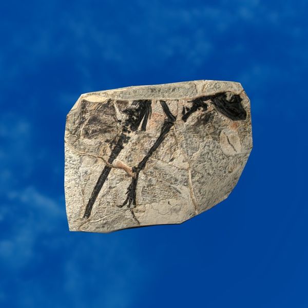 File:SRMOD-LOTD-fossil-t2-incomplete fossil.jpg