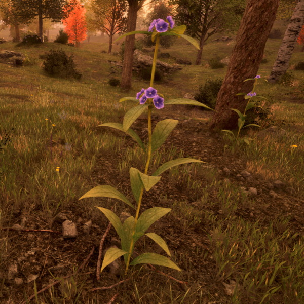 File:OBR-flora-Alkanet.png