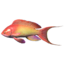 SR-icon-ingredient-Lyretail Anthias.png