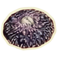 OBR-ingredient-Worm's Head Cap.png