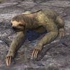 ON-pet-Solstice Sloth.jpg
