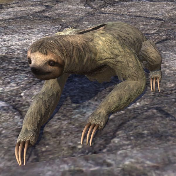 File:ON-pet-Solstice Sloth.jpg