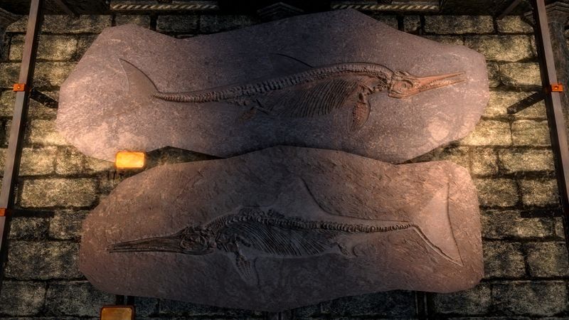 File:SRMOD-LOTD-displays-Fossil-Spearmouth.jpg