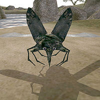TR3-creature-Horned Beetle.jpg
