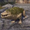 ON-pet-Saltwater Bog Dog.jpg