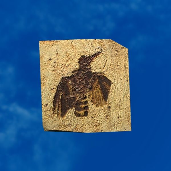 File:SRMOD-LOTD-fossil-t3-colorful bird fossil.jpg