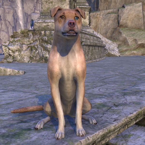 File:ON-pet-Senchal Harbor-Mutt 02.jpg