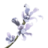 ON-icon-plant-Viper's Bugloss 02.png