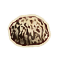 OBR-icon-ingredient-Root Pulp.png