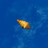 SRMOD-LOTD-tide-conch-spotted.jpg