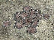 Skyrim:Giant Lichen - The Unofficial Elder Scrolls Pages (UESP)