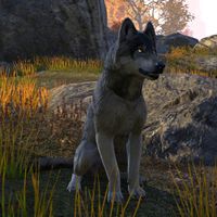 ON-creature-Banchal Wolf.jpg