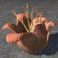 ON-furnishing-Plant, Rafflesia.jpg