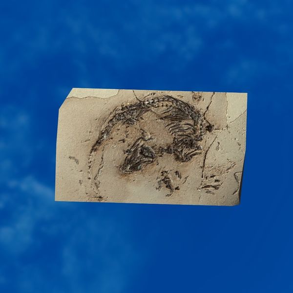 File:SRMOD-LOTD-fossil-t3-primitive mammal fossil.jpg
