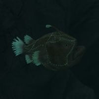 SR-creature-Anglerfish.jpg
