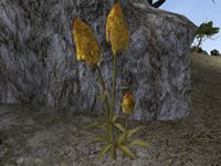 TD3-flora-Goldenrod.jpg