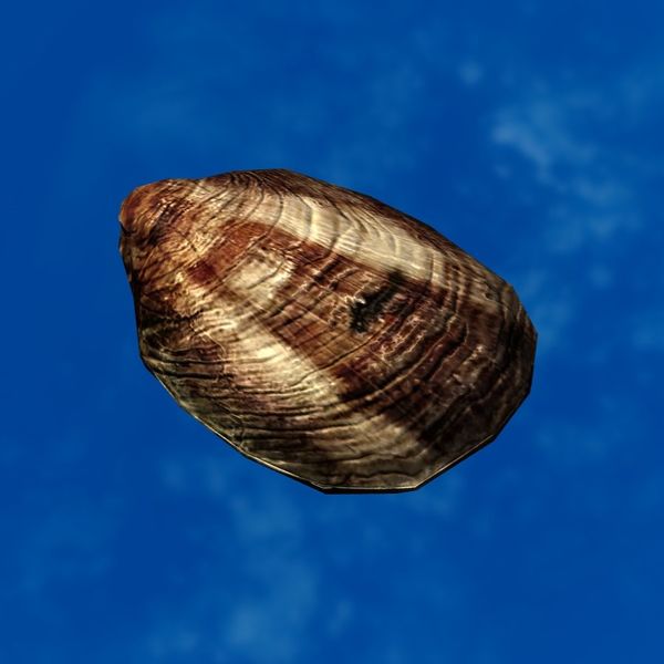File:SRMOD-LOTD-tide-old clam-thin.jpg