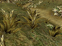 MW-flora-Wickwheat.jpg