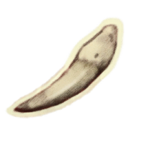 OBR-icon-ingredient-Hound Tooth.png