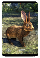 ON-card-Woodhearth Brown Rabbit.png