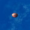 SRMOD-LOTD-tide-scallop shell-bruised.jpg